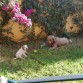 Los dos jugando a la pelota